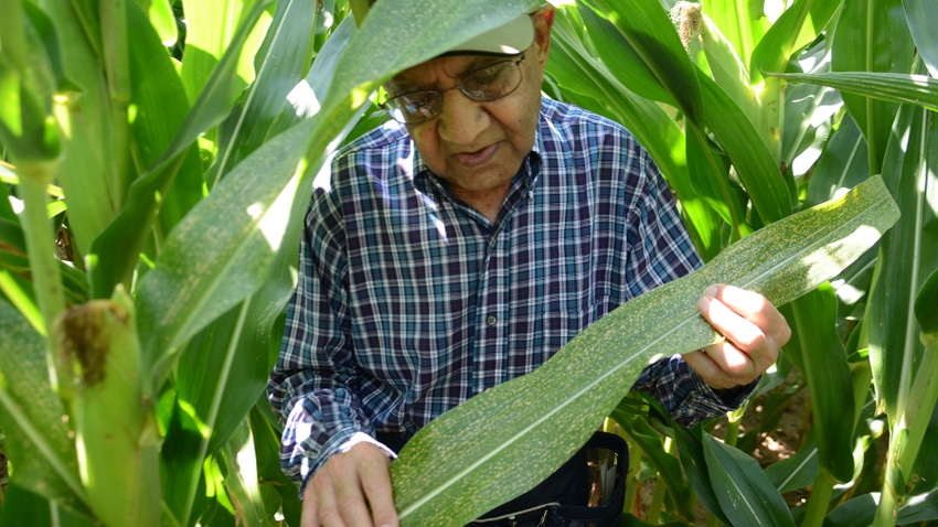  Dave Nanda finds an unusual spotted corn leaf walking a field in August