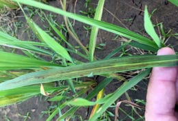 Zinc deficiency in rice. (Photo: University of Arkansas)