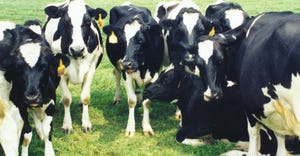 Holstein cows in field