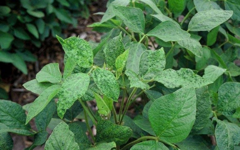 Soybean plant with curled up leaves, signs of bean pod mottle virus