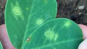 Spotted wilt symptoms on peanut leaves
