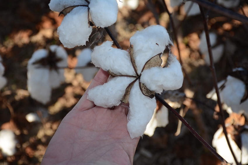 dfp-ron-smith-sustainabble-cotton.JPG