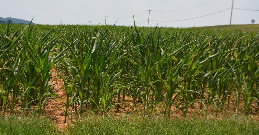 corn field showing signs of stress from heat wave