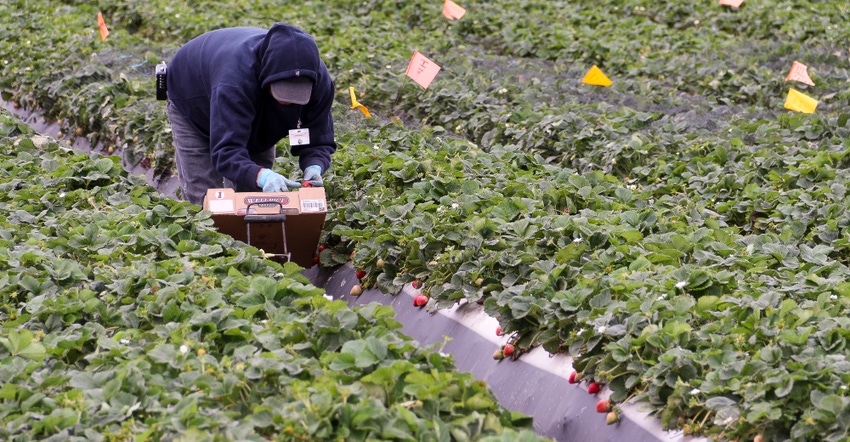 WFP_Todd_Fitchette_Farmworkers-124.jpg WFP_Todd_Fitchette_Farmworkers-124.jpg