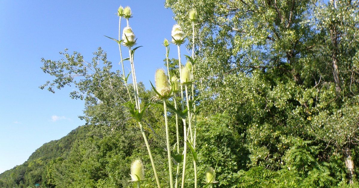 Noxious weeds spread to 9 Minnesota counties Farm Progress