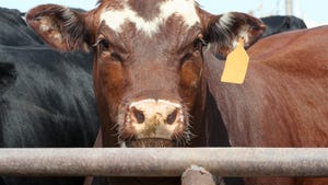 face of brown cow 