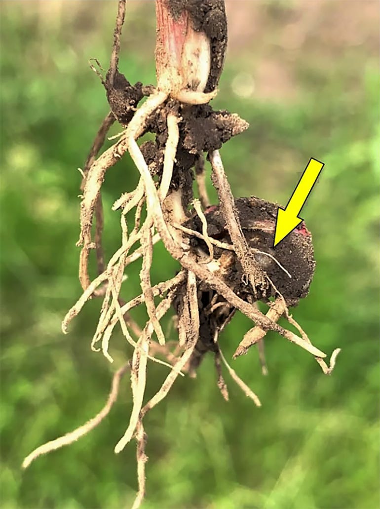 A damaged plant root