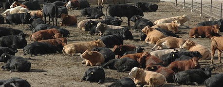 cattle_feed_report_carries_bearish_tone_mondays_markets_1_634916996814256000.jpg
