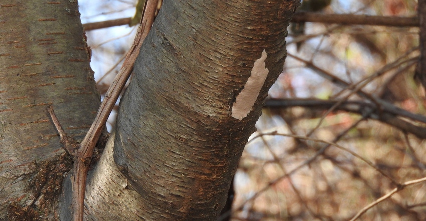 Close up of a spotted lanternfly egg mass on a tree limb