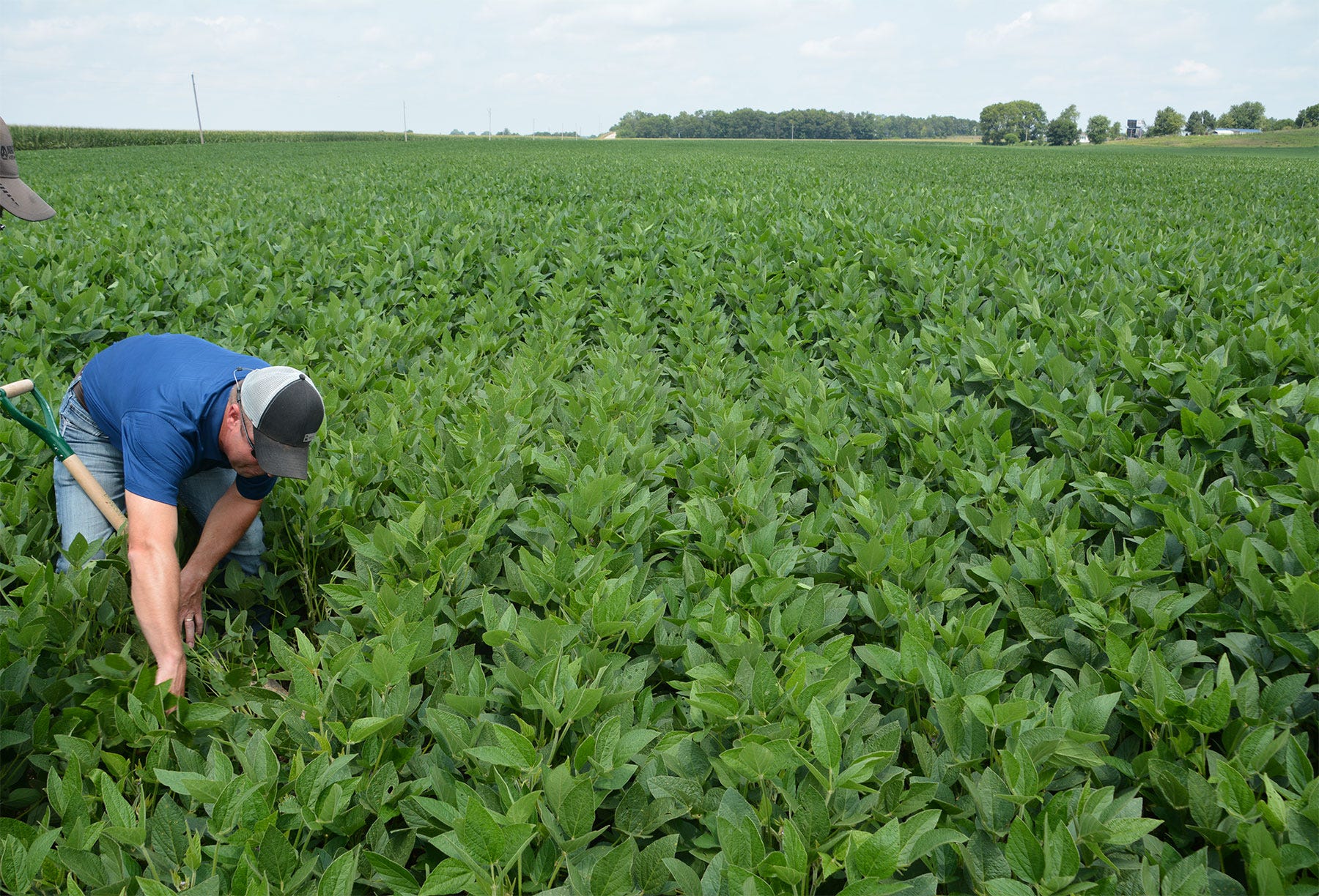 man digging in a soybean field man digging in a soybean field
