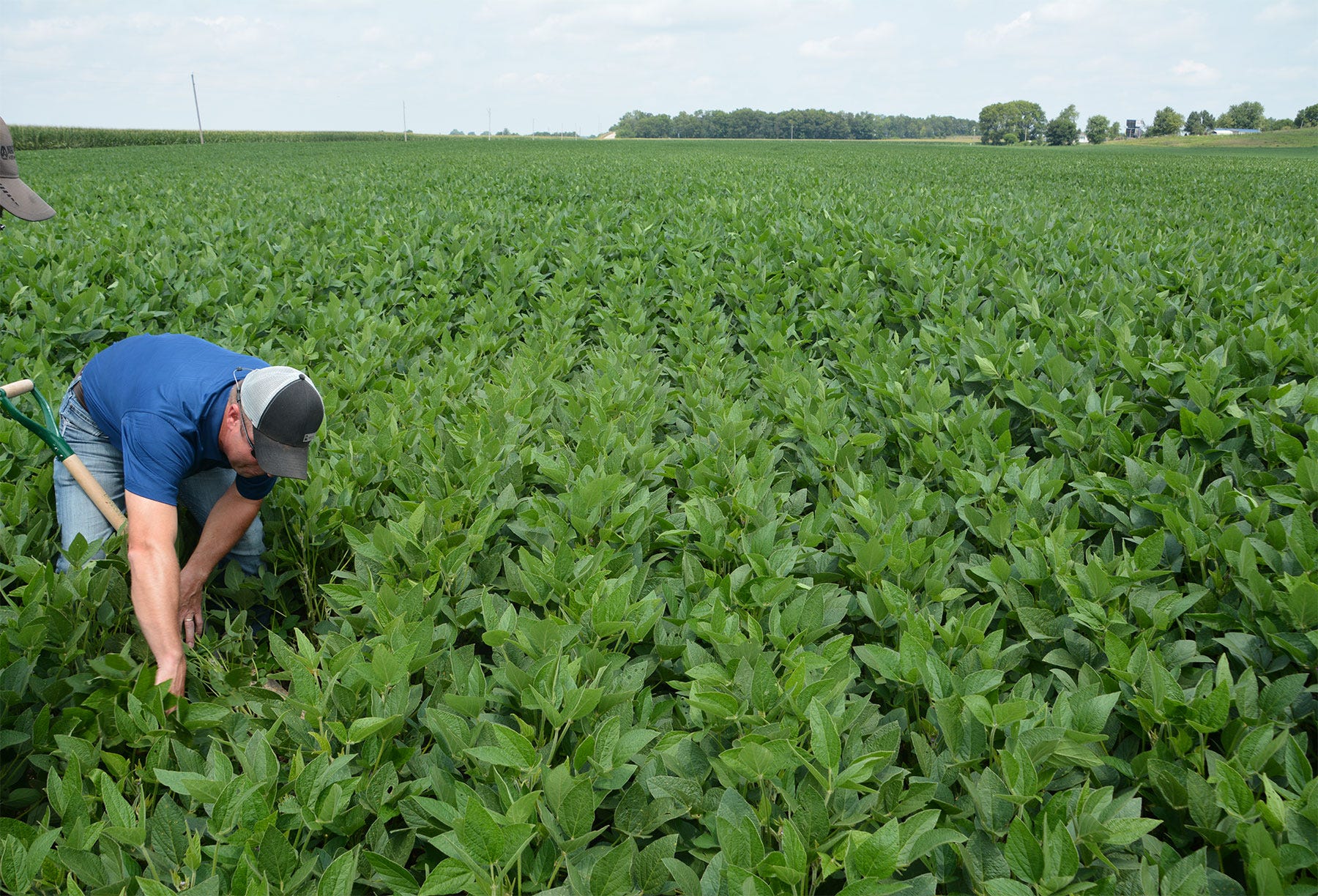 man digging in a soybean field