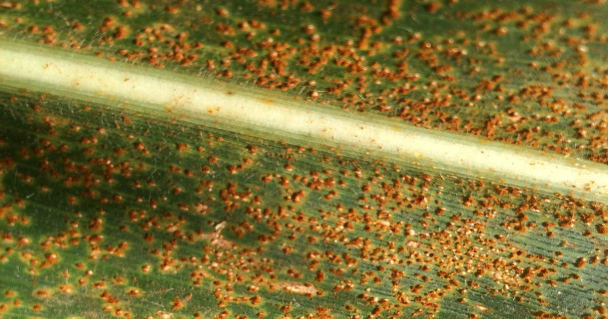 What does southern rust look like for 2026?
