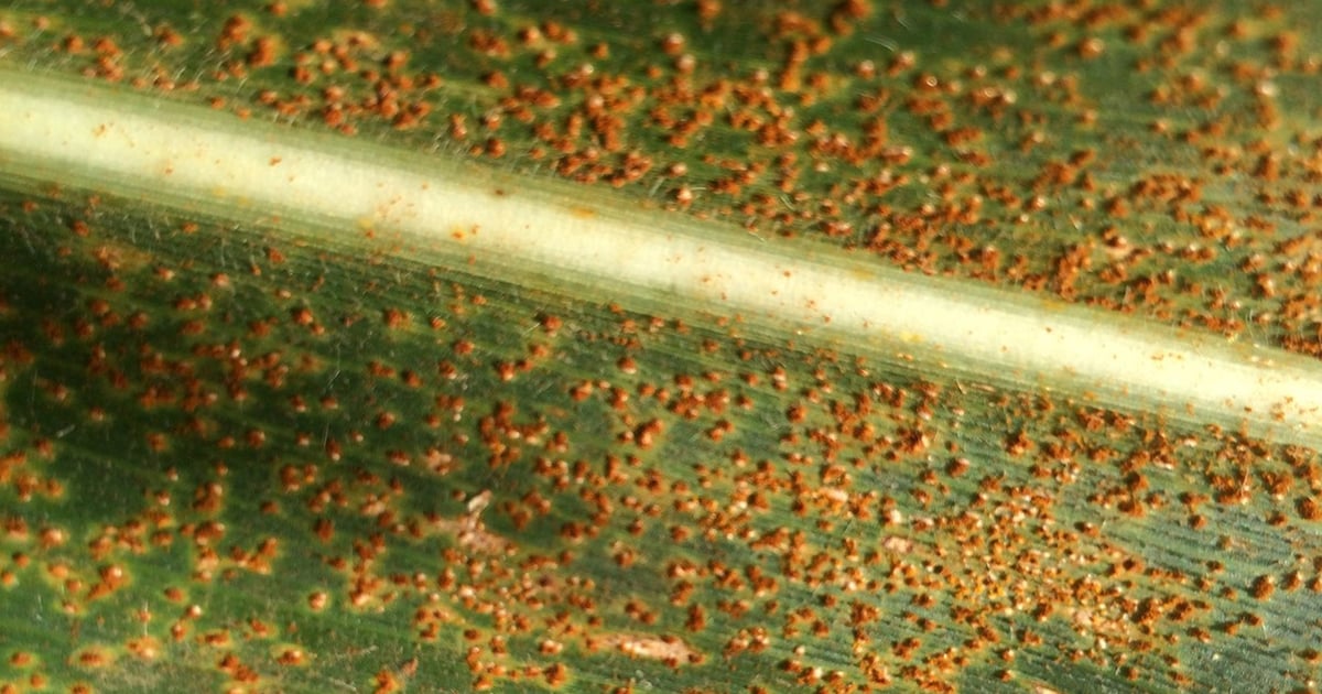 Southern Rust Reproduction What does southern rust look like for 2026?