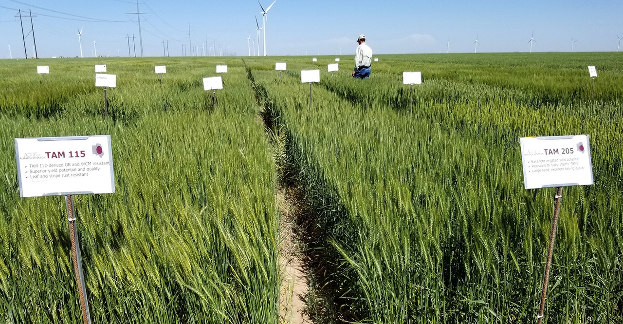 Wheat field plot reveals how varieties endure tough season