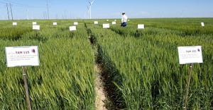 wheat-plots-ledbetter.jpg