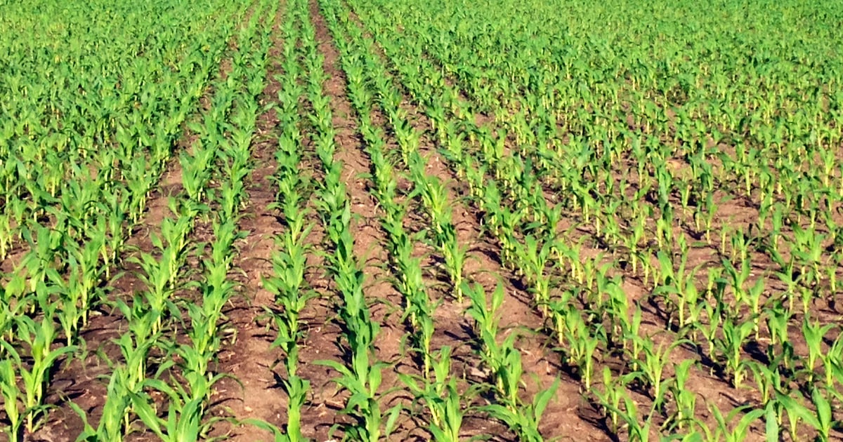 Testing narrow-row corn