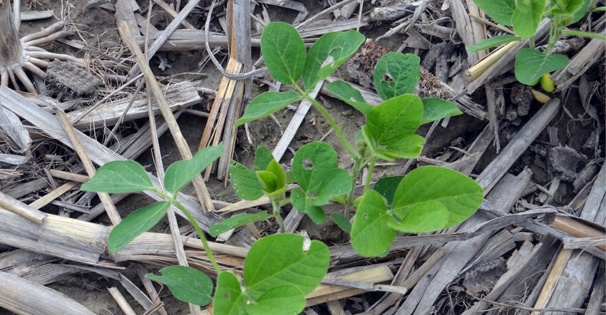 beetle damage to young soybean plants