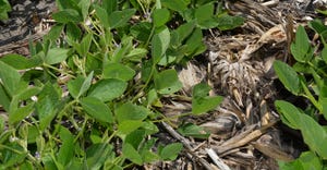 no-till soybeans in corn