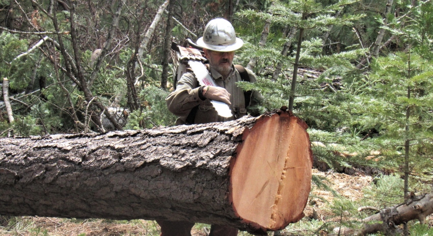 Forest worker saws a log