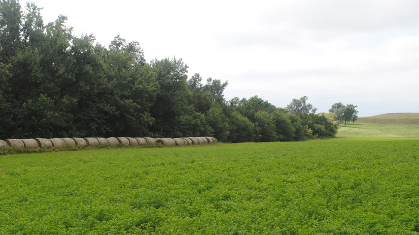 Alfalfa crop Alfalfa crop