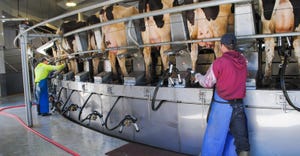 workers milking cows in parlor