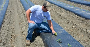 Bryan Harnish kneels beside young hemp plants in 3-foot plastic rows