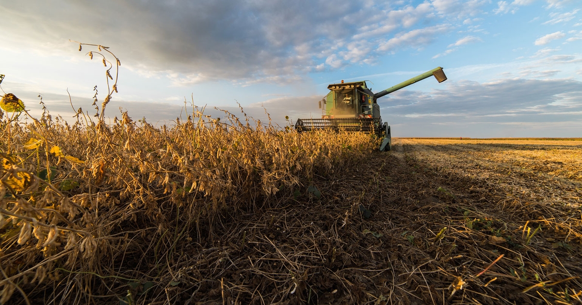 Farmer credits cover crops for bucking trend of bad soybeans