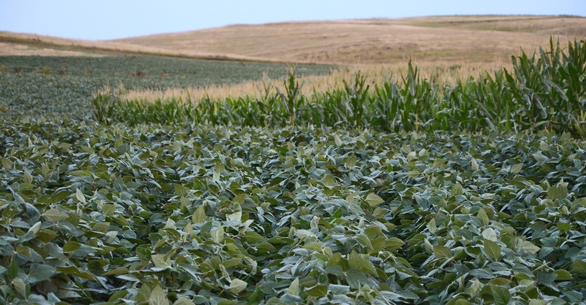 green soybeans and corn in field