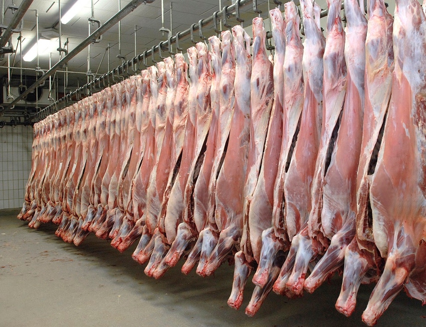 beef carcasses in cooler