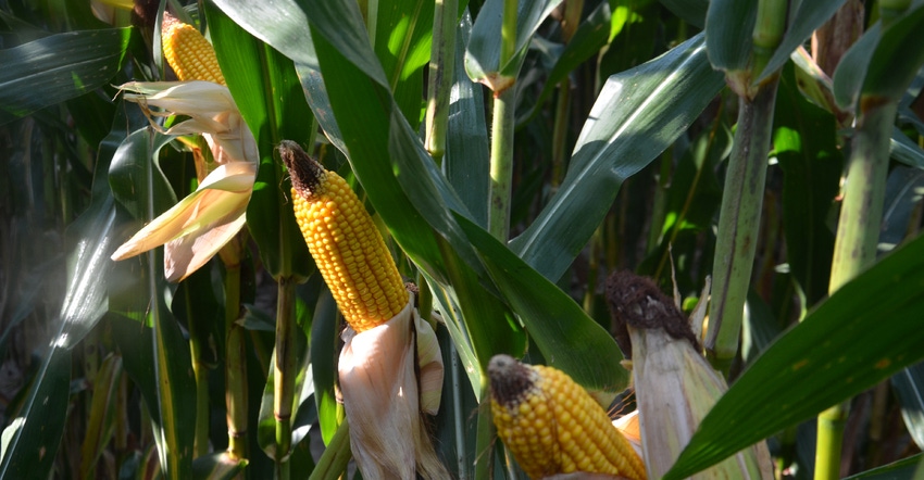 ears of corn with aborted kernels