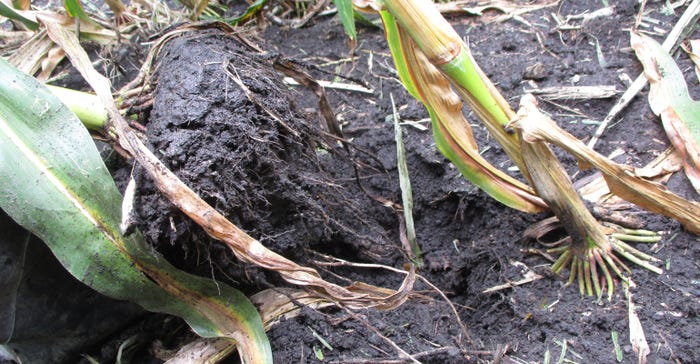 Corn roots in a field with soil tilled too loose were easily upended during a strong storm in western Minnesota