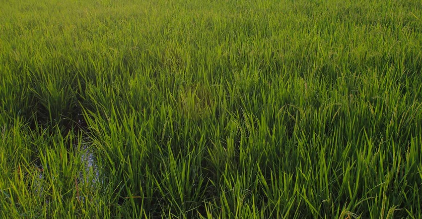 Rice-Field_1322519229_1540x800.jpg