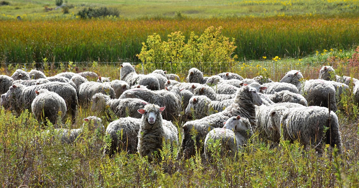 Rotational grazing revives Minnesota prairie | Farm Progress