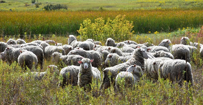 sheep grazing