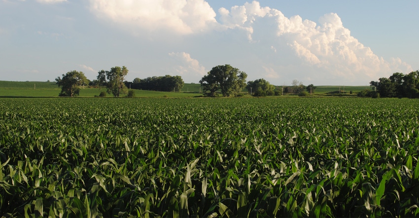 Corn field and farmland in Nebraska