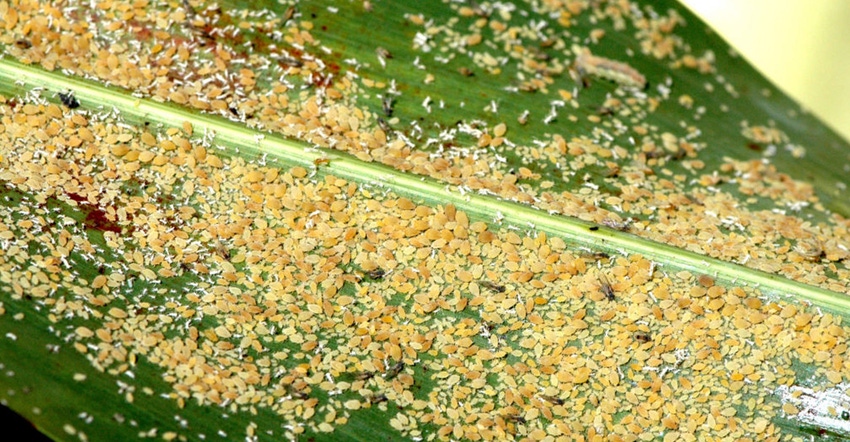 sugarcane-aphids-kay-ledbetter.jpg sugarcane-aphids-kay-ledbetter.jpg