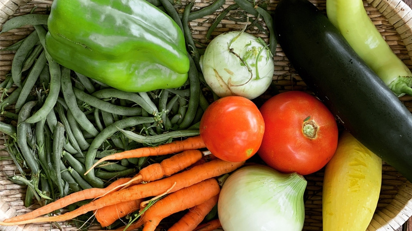 basket full of vegetables picked from the garden