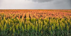 Sorghum field with stormy sky