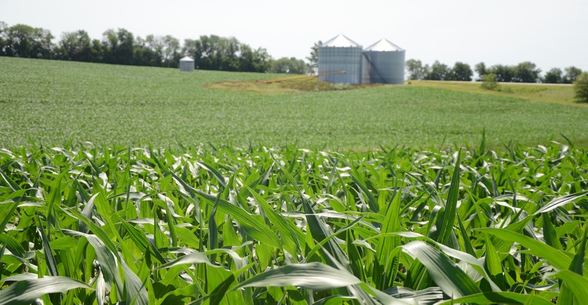 corn stalks with grain bins in the background