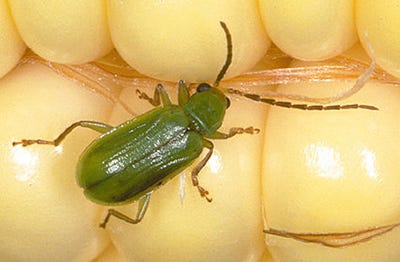the Northern species of corn rootworm beetle