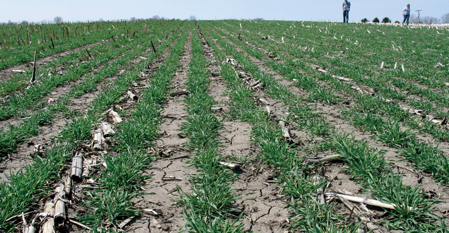 Benefits Beyond Yields: 10 Years Of Cover Crops