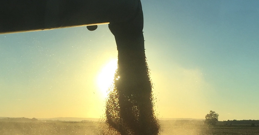 corn pouring from combine to truck