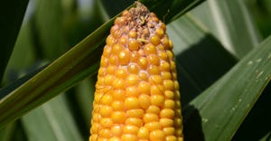 ear of corn showing signs of mold and kernel sprouting