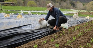 Root Five Farm is in a windy location, so sandbags are used to hold the heavy tarps down on the beds