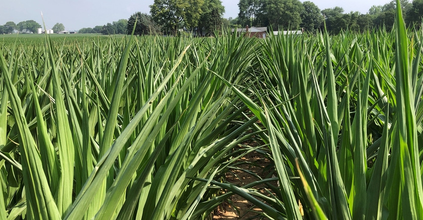 Cornfield affected by drought, with farmstead in background