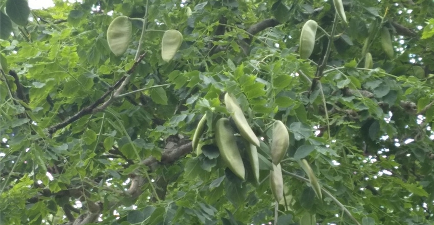 Kentucky coffeetree pods
