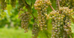 green Clarion grapes