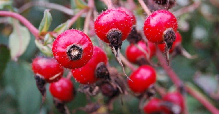prairie rose produces red fruit called hips