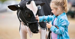 young girl with Holstein calf