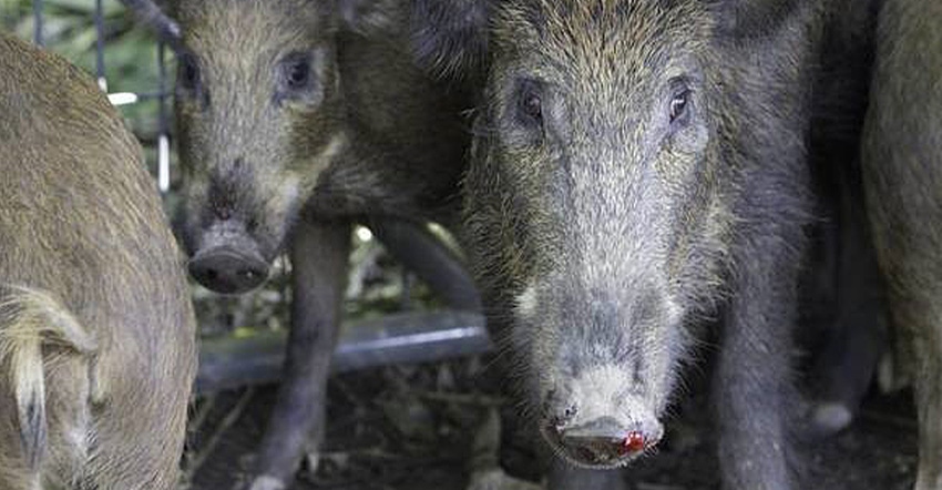 closeup of feral hogs
